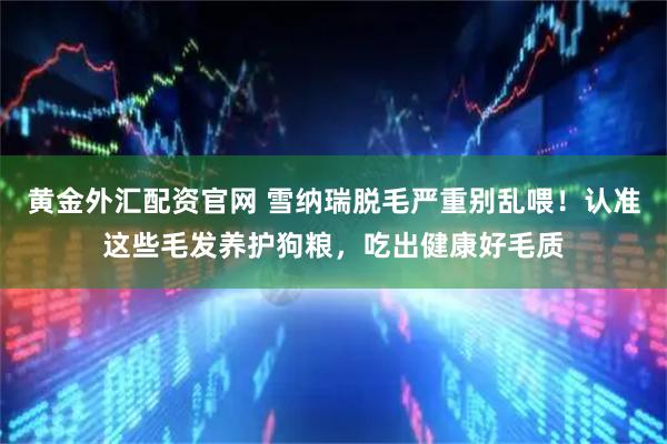 黄金外汇配资官网 雪纳瑞脱毛严重别乱喂！认准这些毛发养护狗粮，吃出健康好毛质